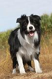 BORDER COLLIE 006